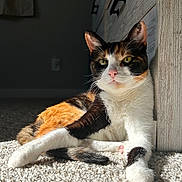 Lady is registered to the contest to win money with this photo: cat, calico, carpet, sunlight, indoor, furniture, dresser, relaxed, pet, whiskers, pink_nose, yellow_eyes, fur, paw, tail, shadow, home, cozy, animal, mammal