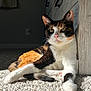 cat, calico, carpet, sunlight, indoor, furniture, dresser, relaxed, pet, whiskers, pink_nose, yellow_eyes, fur, paw, tail, shadow, home, cozy, animal, mammal