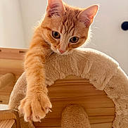 Baïa a rejoint le concours — aidez-le/la à gagner de superbes lots ! cat, kitten, orange_tabby, paw, cat_tree, scratching_post, wood, indoors, pet, fur, whiskers, curious, playful, close_up, animal, feline, soft_light, warm_tone, focus, cozy