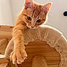 cat, kitten, orange_tabby, paw, cat_tree, scratching_post, wood, indoors, pet, fur, whiskers, curious, playful, close_up, animal, feline, soft_light, warm_tone, focus, cozy