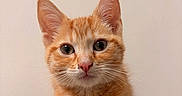 Baïa a rejoint le concours — aidez-le/la à gagner de superbes lots ! cat, kitten, orange_tabby, pet, animal, cute, feline, whiskers, ears, paws, table, closeup, portrait, domestic_cat, fur, indoor, young, curious, resting, looking