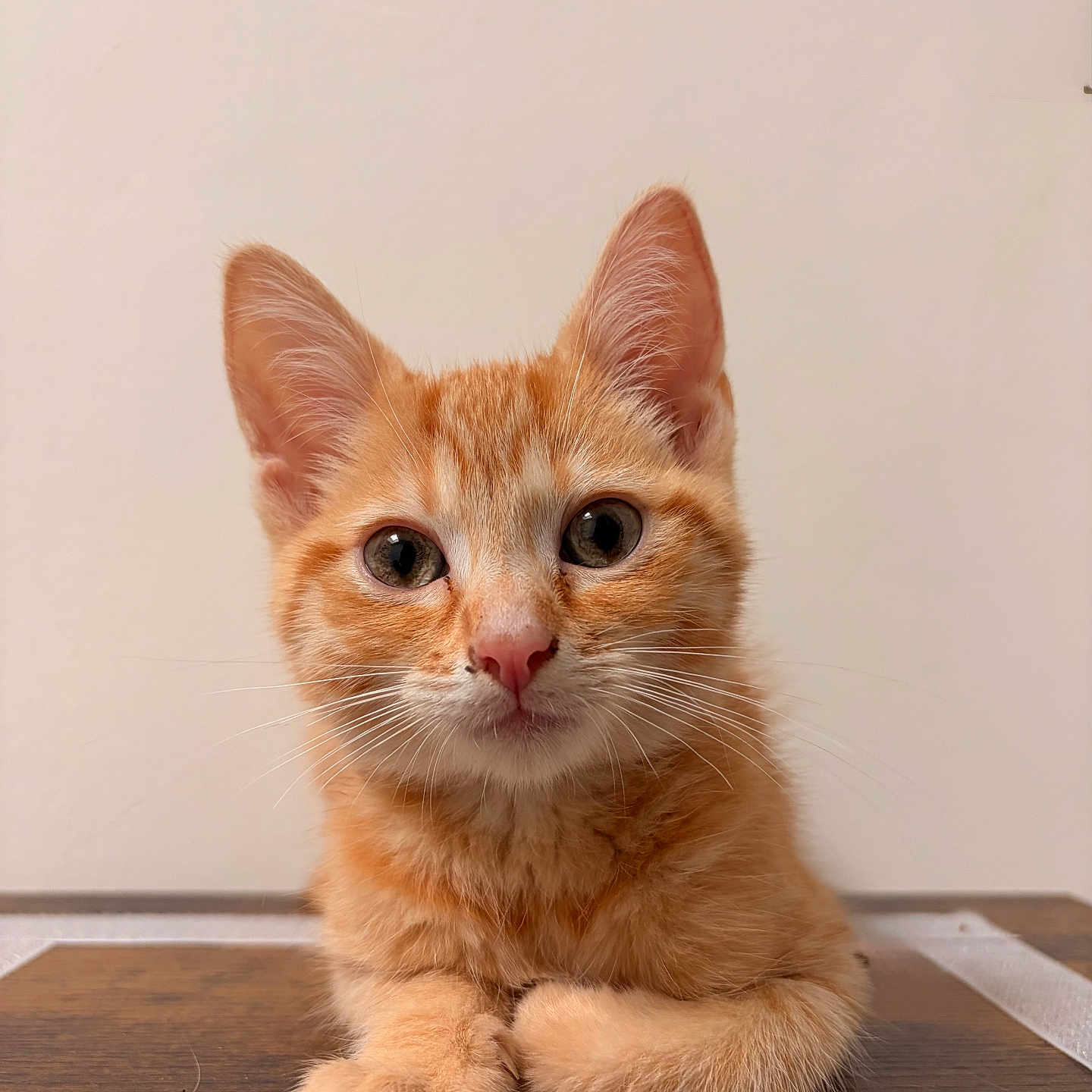 Baïa a rejoint le concours — aidez-le/la à gagner de superbes lots ! cat, kitten, orange_tabby, pet, animal, cute, feline, whiskers, ears, paws, table, closeup, portrait, domestic_cat, fur, indoor, young, curious, resting, looking
