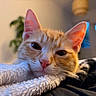 Baïa a rejoint le concours — aidez-le/la à gagner de superbes lots ! cat, orange_tabby, close_up, blanket, cozy, sleepy, indoor, feline, pet, whiskers, ears, nose, soft_texture, blurred_background, warm_lighting, domestic_animal, resting, fur, cute, comfort