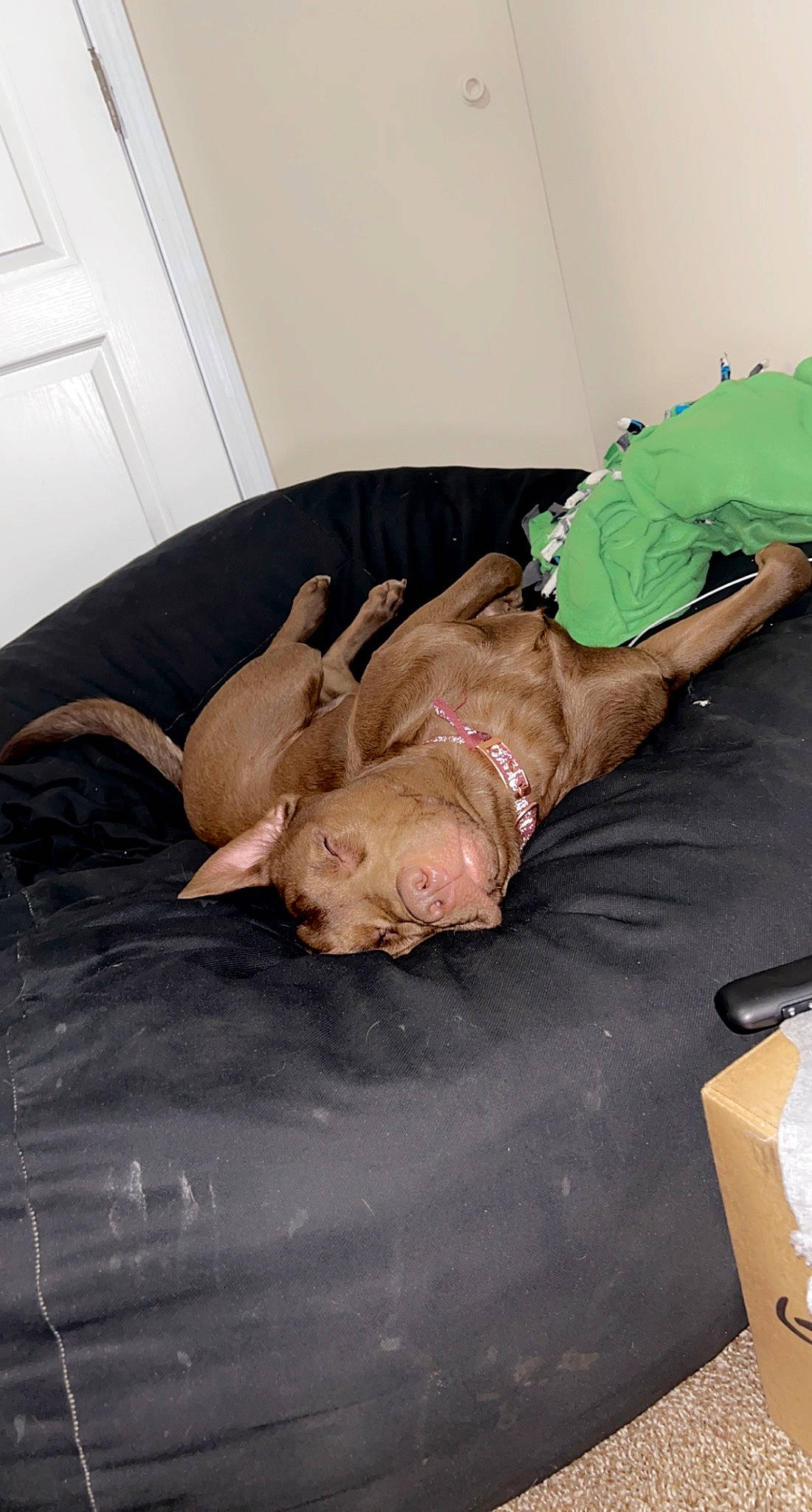 Legend is registered to the contest to win money with this photo: carnivore, comfort, companion_dog, dog_breed, dog_supply, door, event, fawn, flesh, flooring, foot, hardwood, home_door, human_leg, knee, room, sporting_group, wood, working_animal, wrist