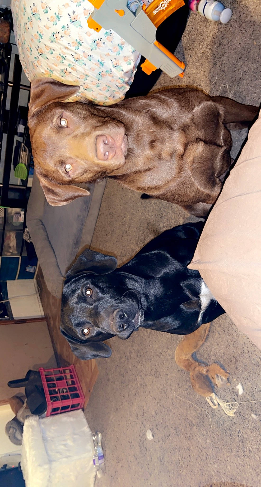 Legend joined the competition — help win amazing prizes! canidae, carnivore, comfort, companion_dog, dog, dog_breed, fawn, flooring, fur, hat, non_sporting_group, snout, sporting_group, sun_hat, working_animal