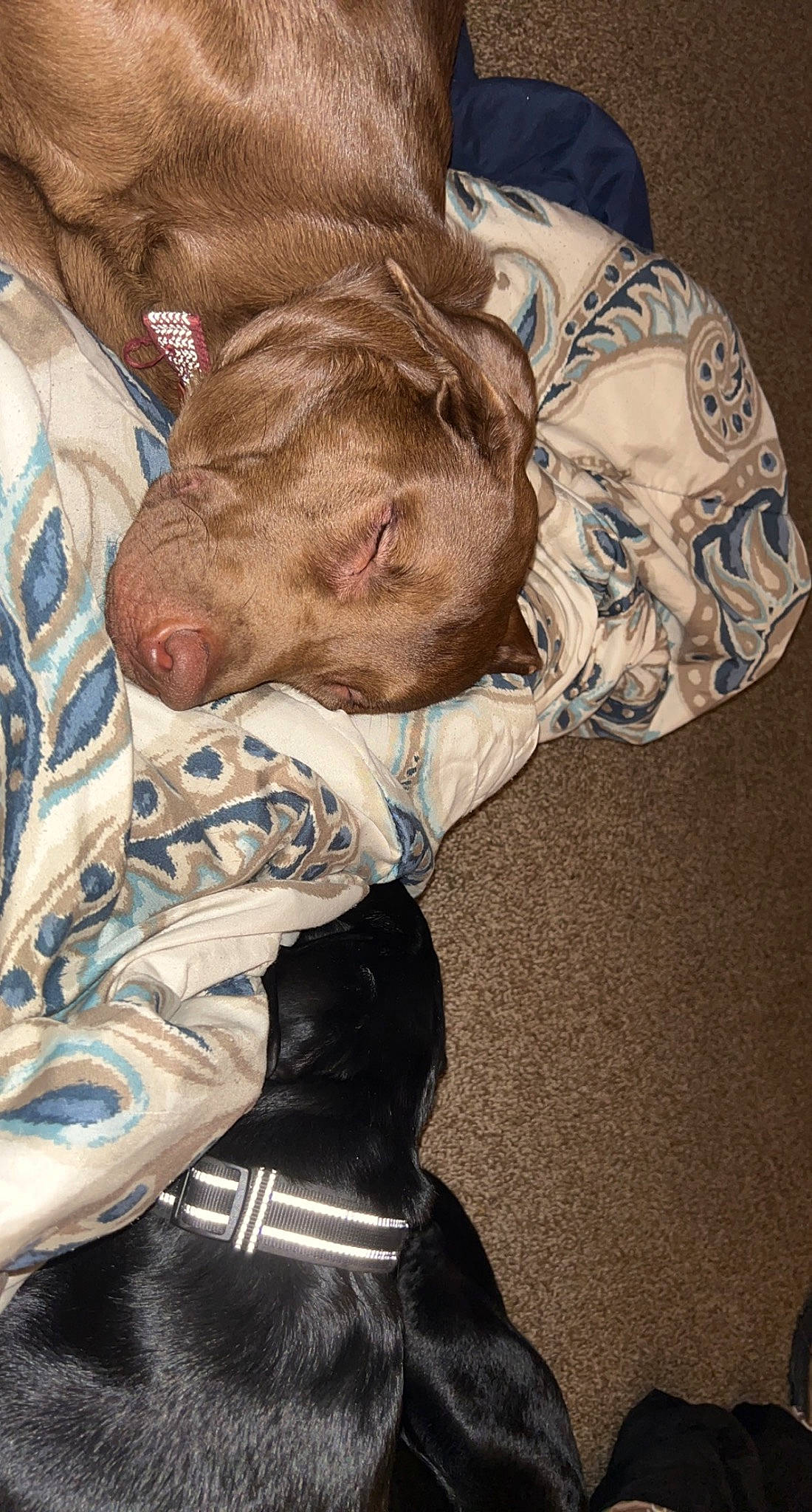 Legend joined the competition — help win amazing prizes! bed, carnivore, comfort, companion_dog, dog, dog_breed, dog_collar, flesh, fur, guard_dog, linens, liver, military_camouflage, nap, pattern, pointing_breed, sleeve, sporting_group, working_animal, wrinkle