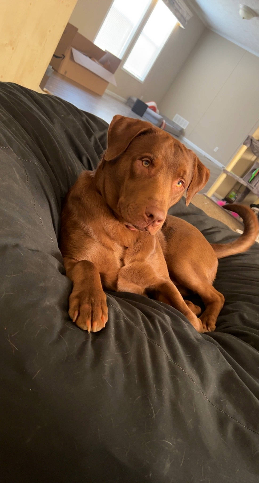 Legend is registered to the contest to win money with this photo: canidae, carnivore, comfort, companion_dog, dog, dog_breed, fawn, flooring, fur, hardwood, linens, liver, room, snout, sporting_group, toy, whiskers, wood, working_animal, wrinkle