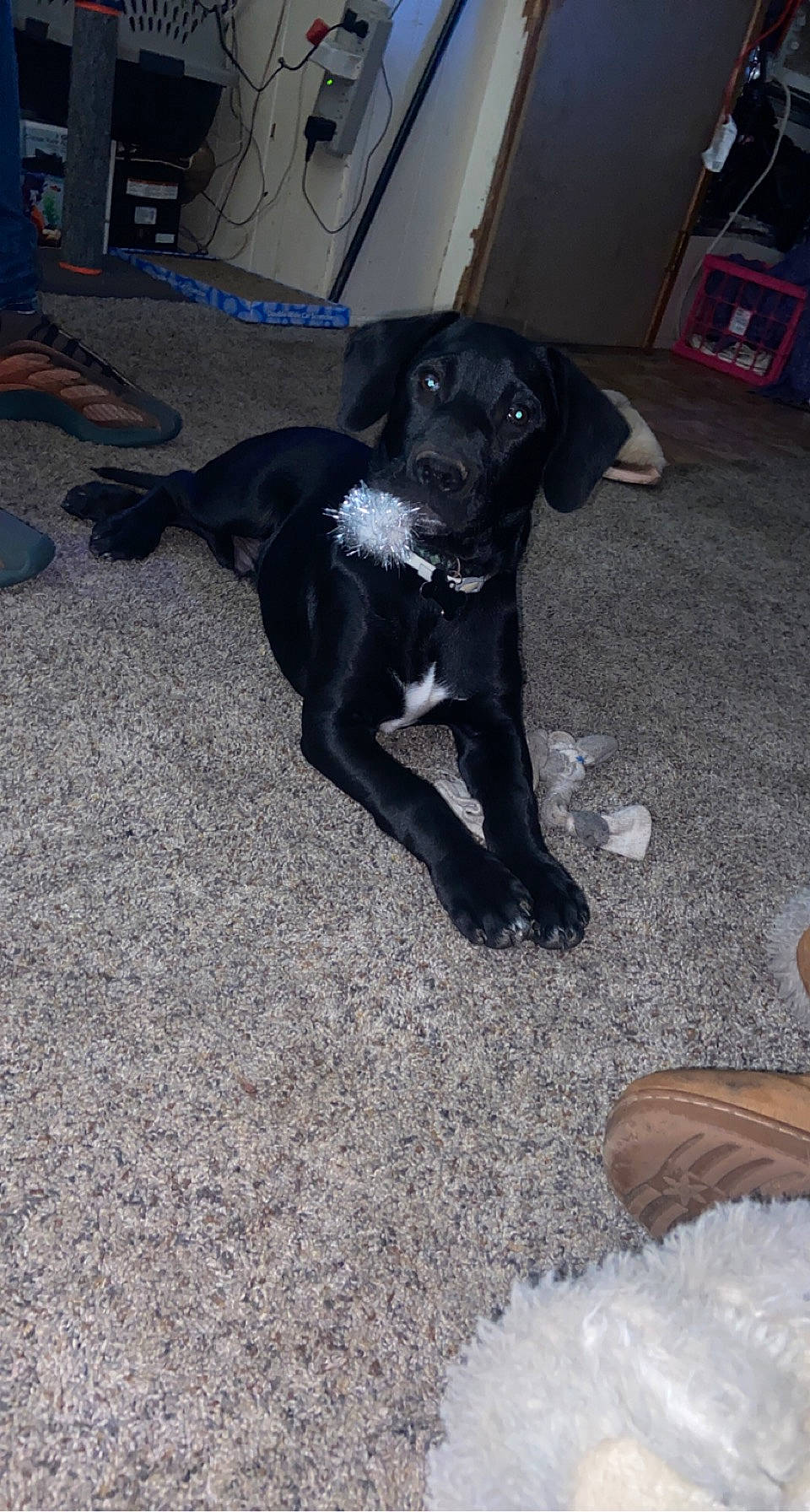 Max joined the competition — help win amazing prizes! borador, canidae, carnivore, companion_dog, dog, dog_breed, fawn, flooring, fur, gas, guard_dog, gun_dog, non_sporting_group, snout, sporting_group, tail, working_animal