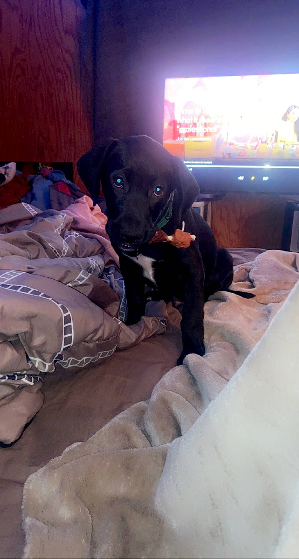 Max is registered to the contest to win money with this photo: borador, canidae, carnivore, comfort, companion_dog, couch, display_device, dog, dog_breed, fawn, fur, guard_dog, led_backlit_lcd_display, retriever, sitting, snout, sporting_group, television, television_set, working_animal