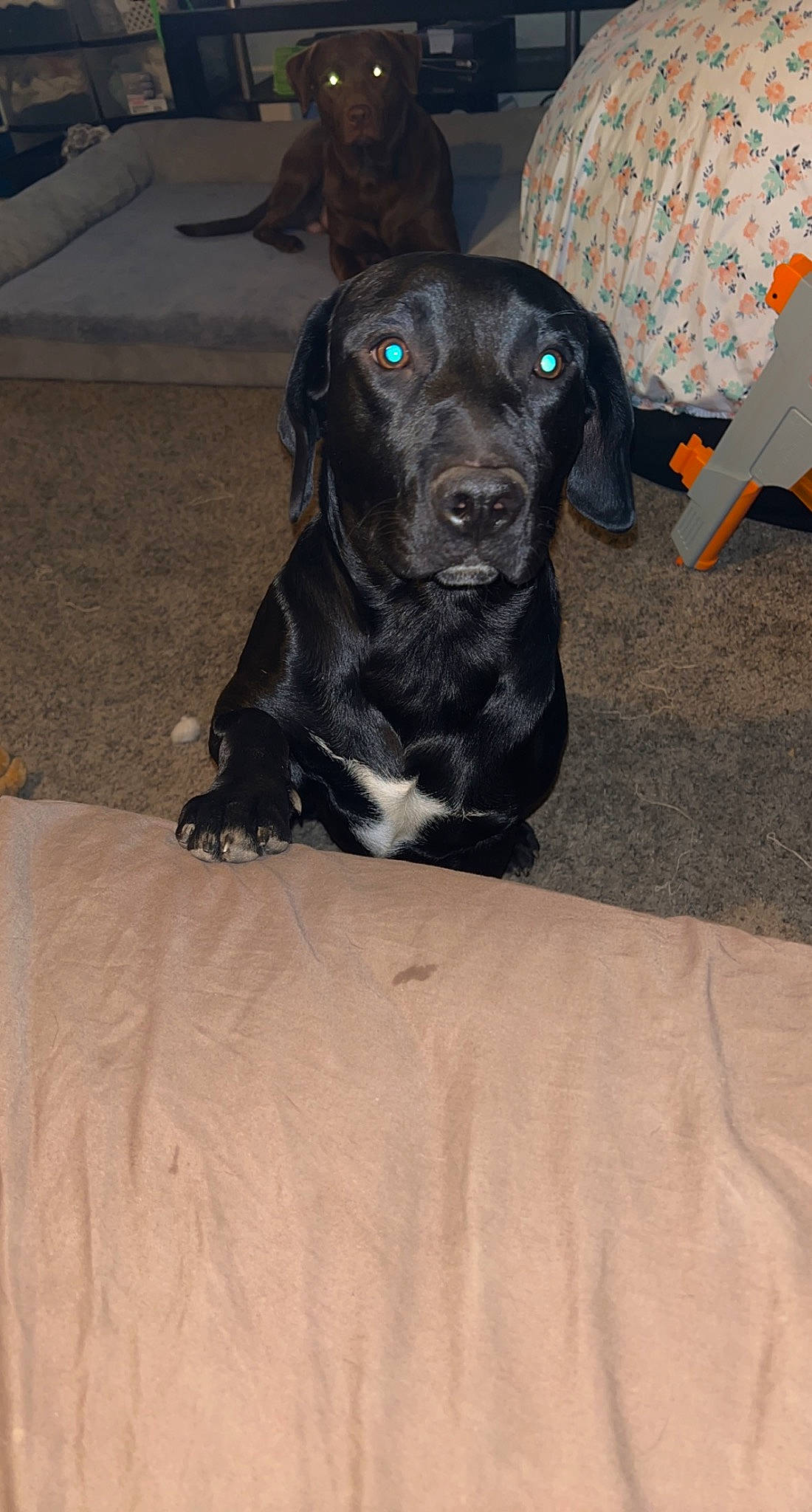 Max is registered to the contest to win money with this photo: borador, canidae, carnivore, collar, companion_dog, dog, dog_breed, dog_collar, fawn, fur, guard_dog, gun_dog, hunting_dog, non_sporting_group, pet_supply, puppy, sporting_group, whiskers, working_animal