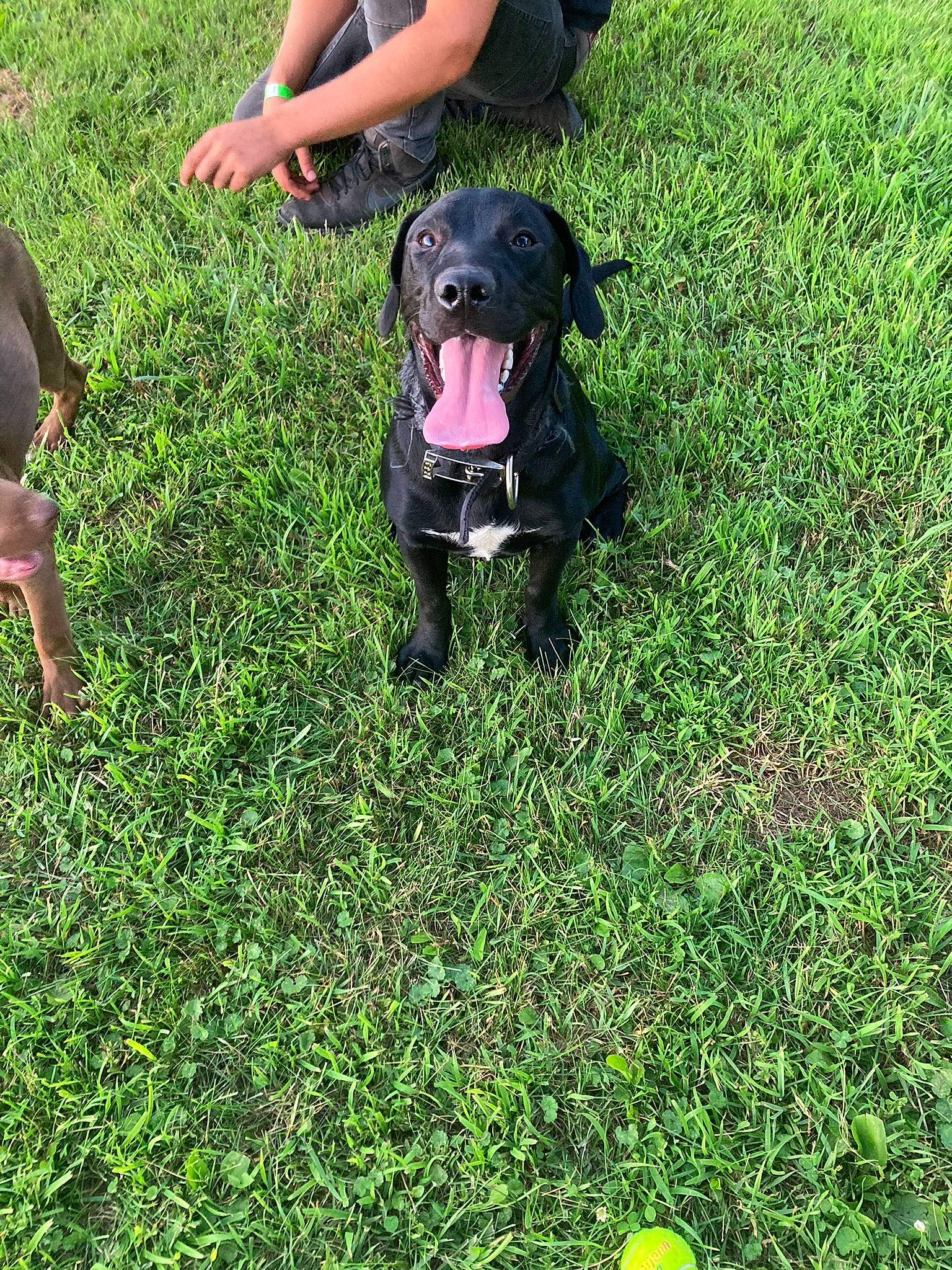 Max joined the competition — help win amazing prizes! borador, carnivore, companion_dog, dog, dog_breed, foot, grass, grassland, groundcover, guard_dog, gun_dog, human_leg, lawn, plant, puppy, sandal, sporting_group, tail, thigh, working_animal