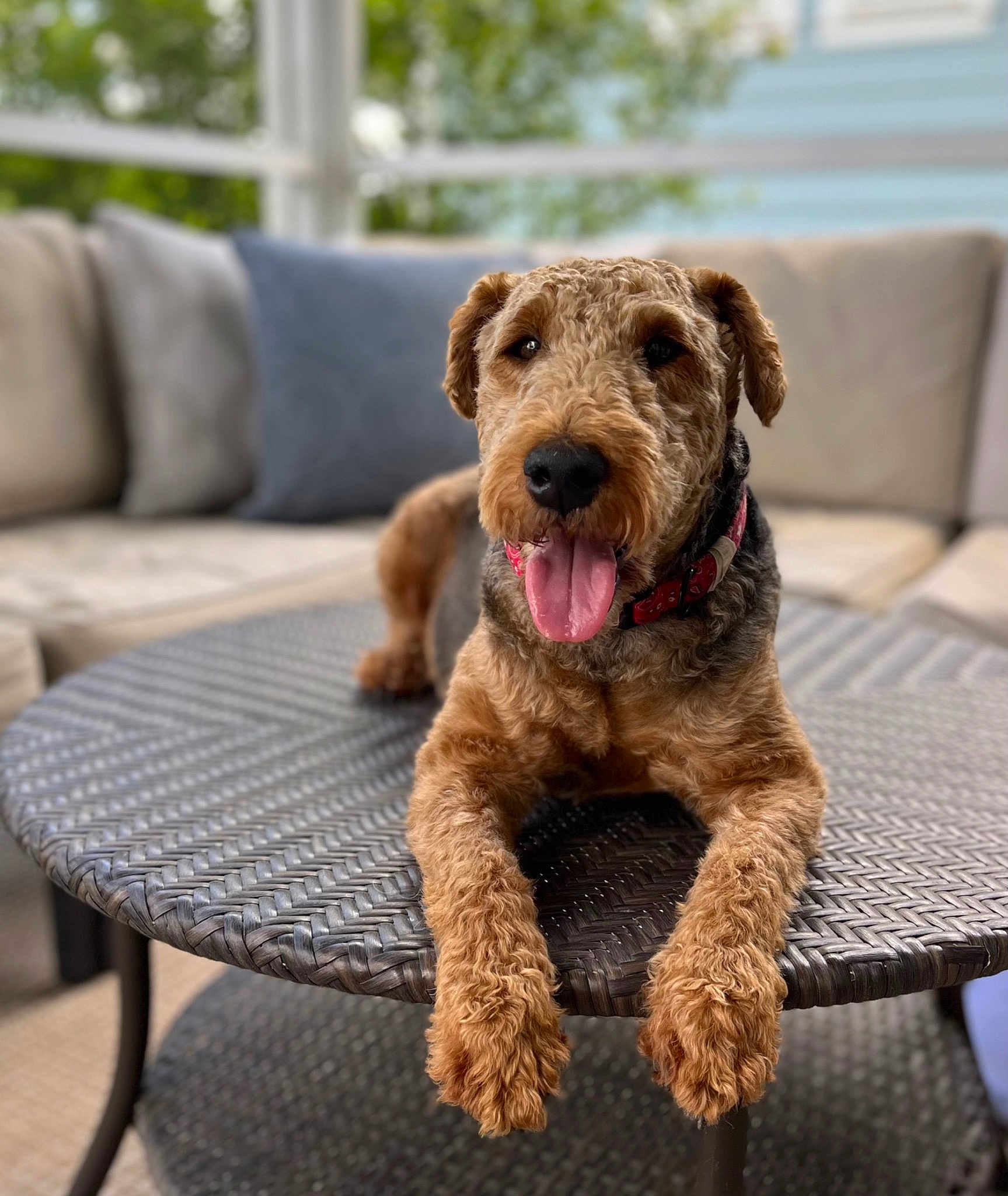 Remy