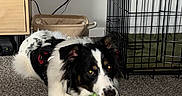 Loki joined the competition — help win amazing prizes! dog, border_collie, black_and_white, fluffy, long_hair, lying_down, playing, toy, rope_toy, green_toy, pet, indoors, carpet, dog_crate, pet_bed, basket, collar, harness, home, portrait