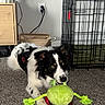 dog, border_collie, black_and_white, fluffy, long_hair, lying_down, playing, toy, rope_toy, green_toy, pet, indoors, carpet, dog_crate, pet_bed, basket, collar, harness, home, portrait
