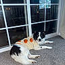 Loki joined the competition — help win amazing prizes! dog, border_collie, pet, black_and_white, lying_down, carpet, sweater, pumpkin, halloween, window, reflection, indoors, home, portrait, floppy_ears, long_fur, tail, paws, relaxed, animal
