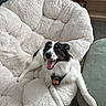 Loki is registered to the contest to win money with this photo: dog, black_and_white_dog, pet, animal, portrait, smiling, open_mouth, happy, sitting, lounging, fluffy_chair, white_blanket, black_fur, white_fur, collar, pet_tag, indoor, living_room, bookshelf, home_decor