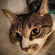 Meeps is registered to the contest to win money with this photo: cat, close_up, animal, pet, feline, whiskers, ears, eyes, fur, face, resting, texture, indoor, curious, cute, tabby, brown, white, portrait, domestic_cat