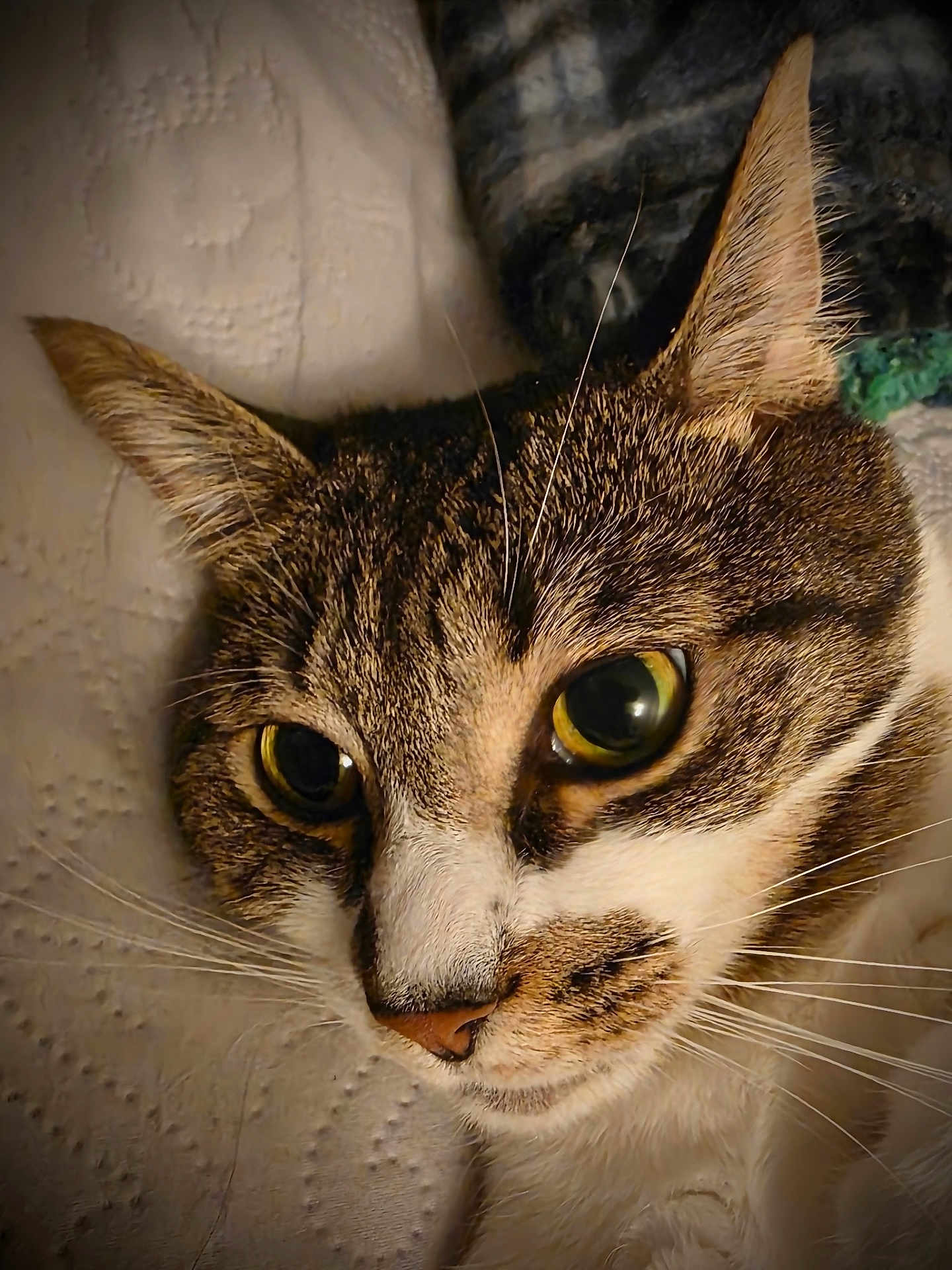 Meeps is registered to the contest to win money with this photo: cat, close_up, animal, pet, feline, whiskers, ears, eyes, fur, face, resting, texture, indoor, curious, cute, tabby, brown, white, portrait, domestic_cat