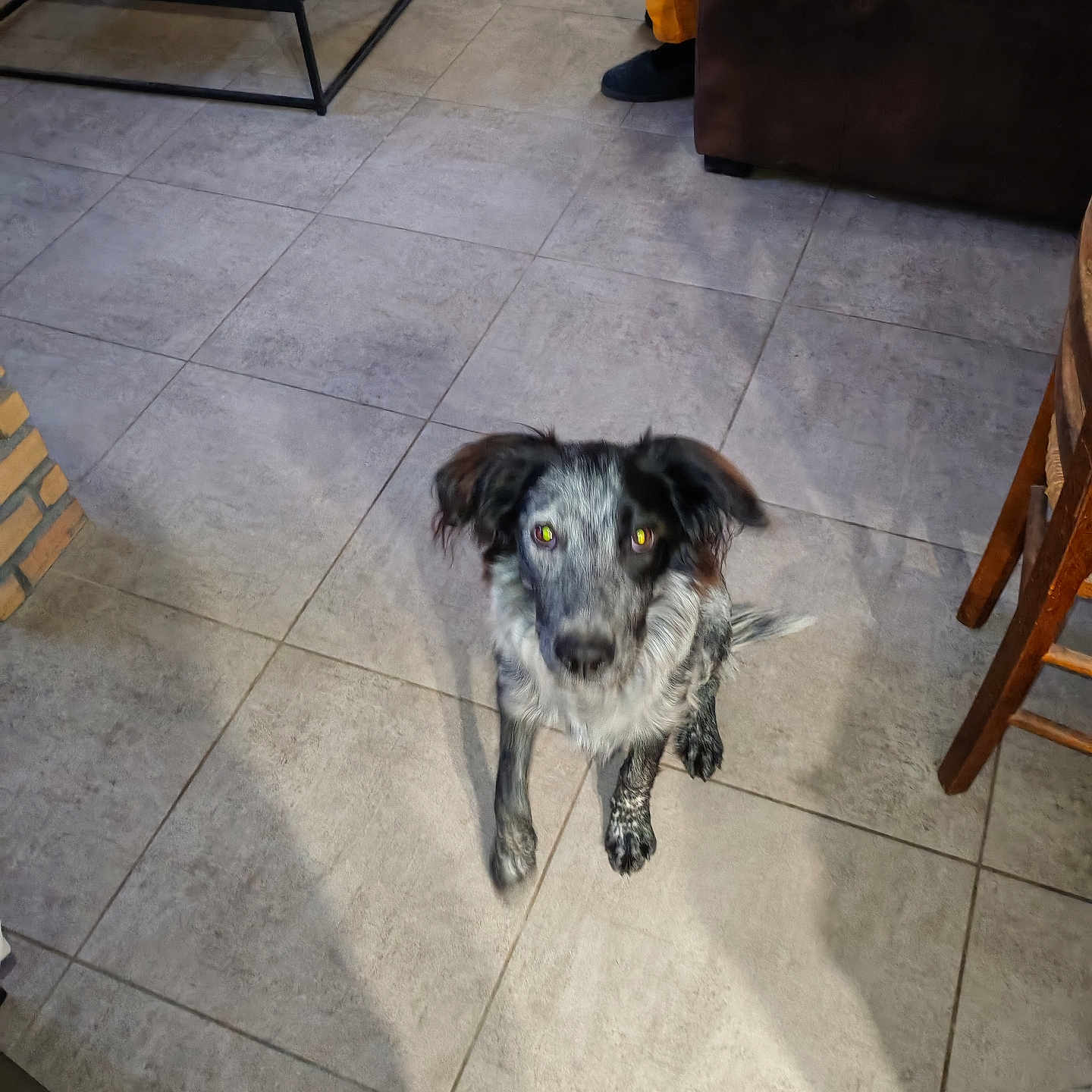 Virgo participe au concours pour gagner de l'argent avec cette photo : black_and_white, brown_sofa, canine, chair, curious, dog, domestic_animal, floor_tiles, furniture, home, indoor, living_room, looking_up, orange_pants, person, pet, shadow, speckled_fur, table, tile_floor