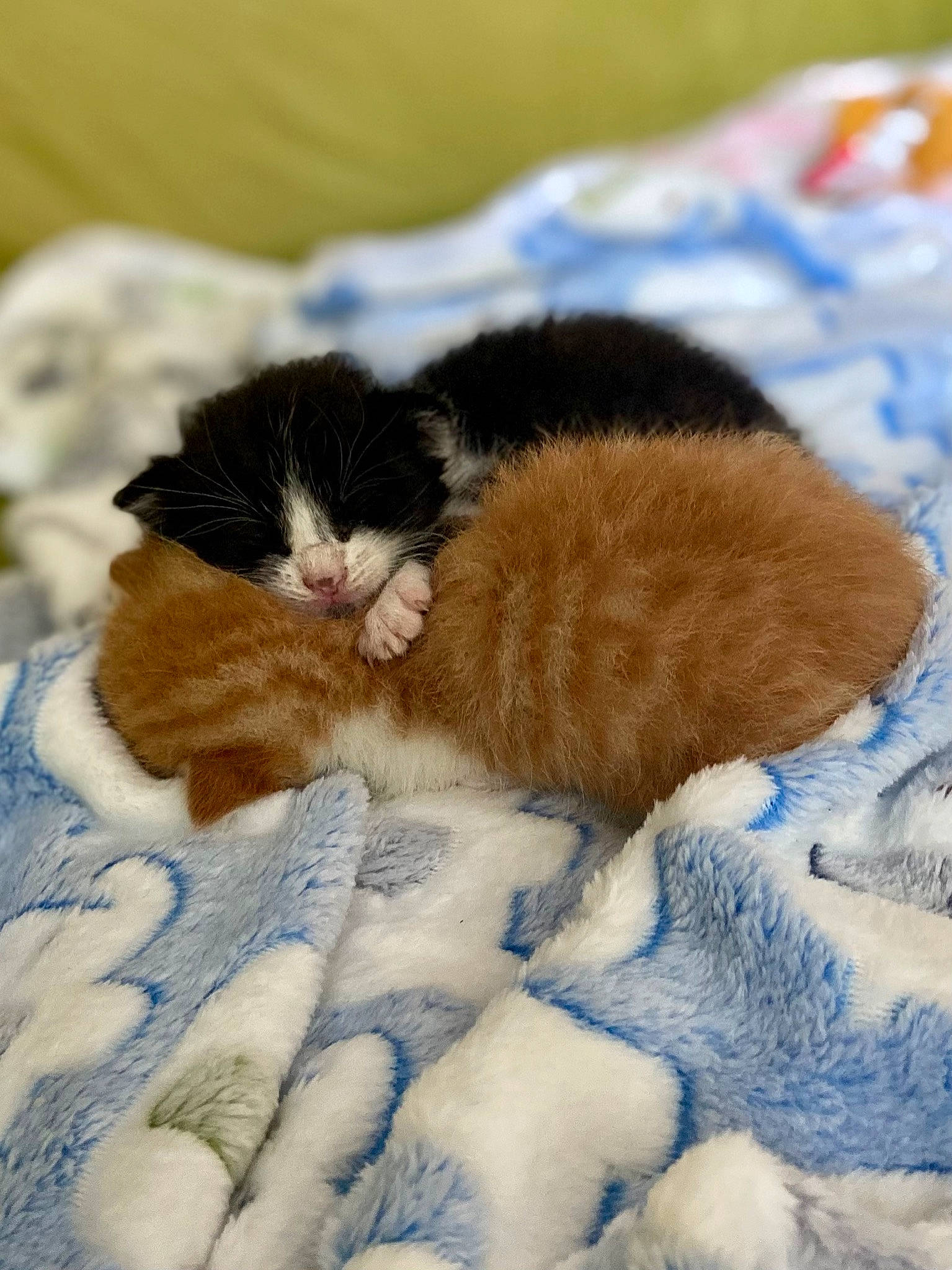 Gomez joined the competition — help win amazing prizes! carnivore, cat, claw, comfort, domestic_short_haired_cat, electric_blue, fawn, felidae, fur, grass, linens, nap, pattern, paw, sleep, small_to_medium_sized_cats, snout, tail, textile, whiskers