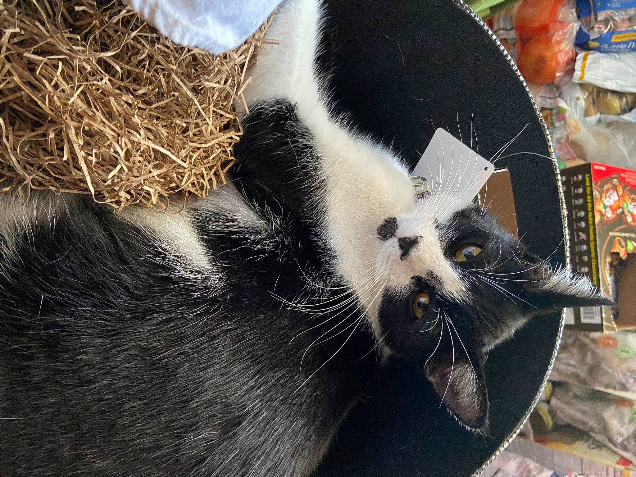 Gomez is registered to the contest to win money with this photo: carnivore, cat, claw, domestic_short_haired_cat, fang, felidae, fur, grass, nap, paw, sitting, small_to_medium_sized_cats, snout, tail, terrestrial_animal, whiskers, wildlife