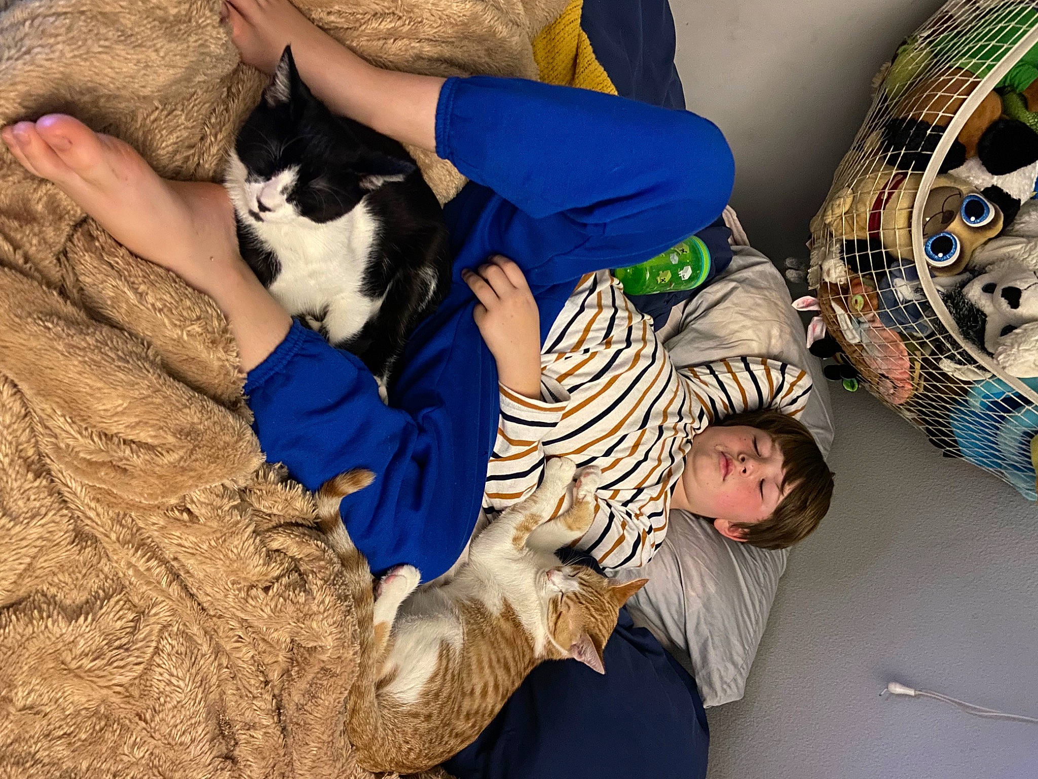 Gomez is registered to the contest to win money with this photo: carnivore, cat, child, circle, comfort, companion_dog, domestic_short_haired_cat, felidae, fun, fur, human_leg, lap, pattern, paw, sitting, small_to_medium_sized_cats, tail, textile, thigh, whiskers