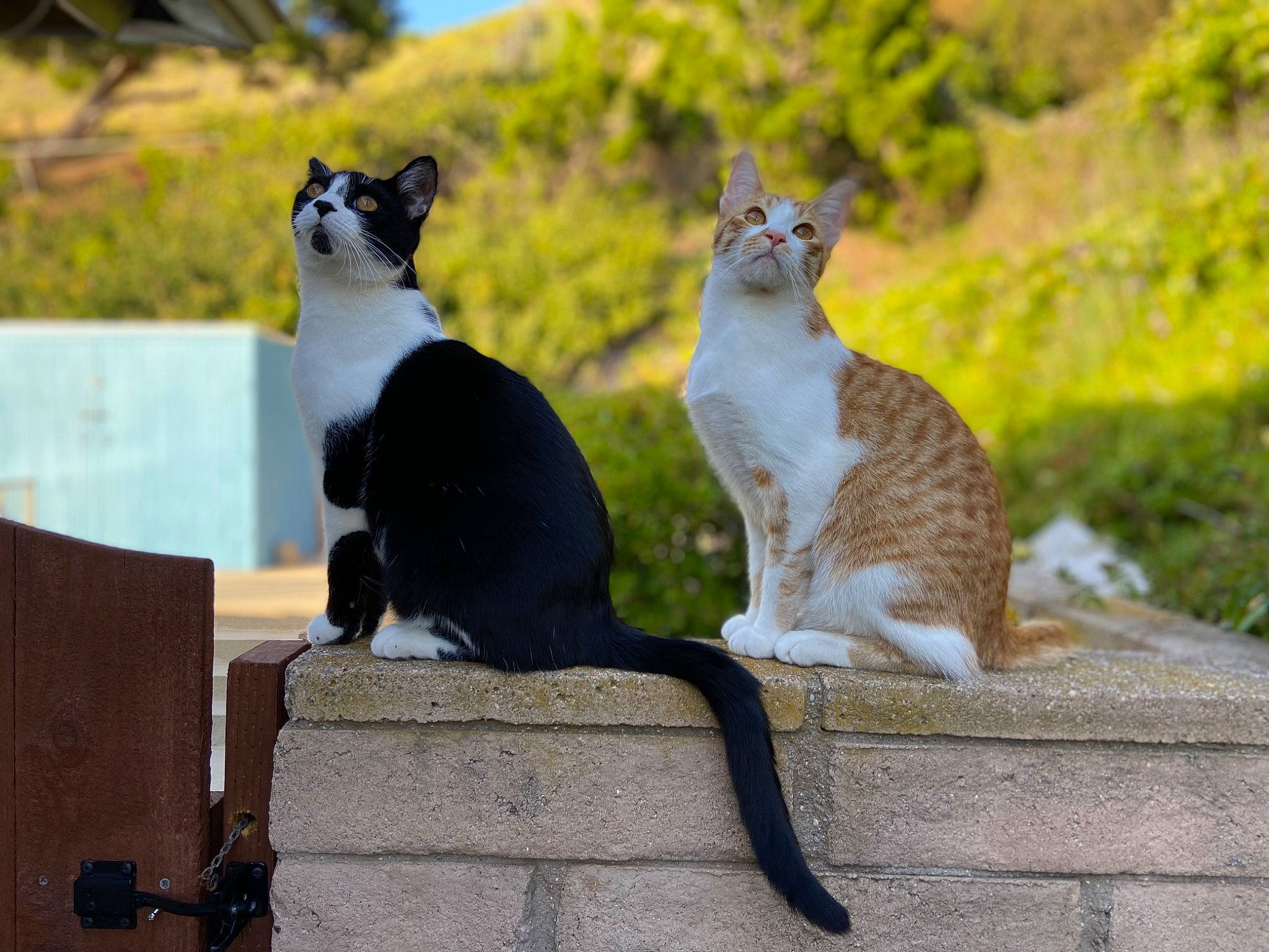 Gomez joined the competition — help win amazing prizes! carnivore, cat, domestic_short_haired_cat, felidae, fur, grass, grey, leisure, mammal, plant, roof, sitting, sky, small_to_medium_sized_cats, snout, tail, terrestrial_animal, tree, whiskers, wildlife