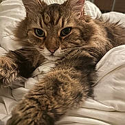 Mr. B. joined the competition — help win amazing prizes! animal, bed, blanket, cat, closeup, cozy, ears, eyes, face, feline, fluffy, fur, indoor, paw, pet, relaxed, stretching, tabby, whiskers, white