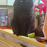 Caramelo joined the competition — help win amazing prizes! black_cat, cabinet, cat, close_up, clutter, counter, domestic_animal, feline, furniture, indoor, kitchen, light, lime, pet, plant, poinsettia, sitting, utensils, window, yellow_counter