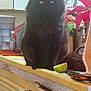 black_cat, cabinet, cat, close_up, clutter, counter, domestic_animal, feline, furniture, indoor, kitchen, light, lime, pet, plant, poinsettia, sitting, utensils, window, yellow_counter