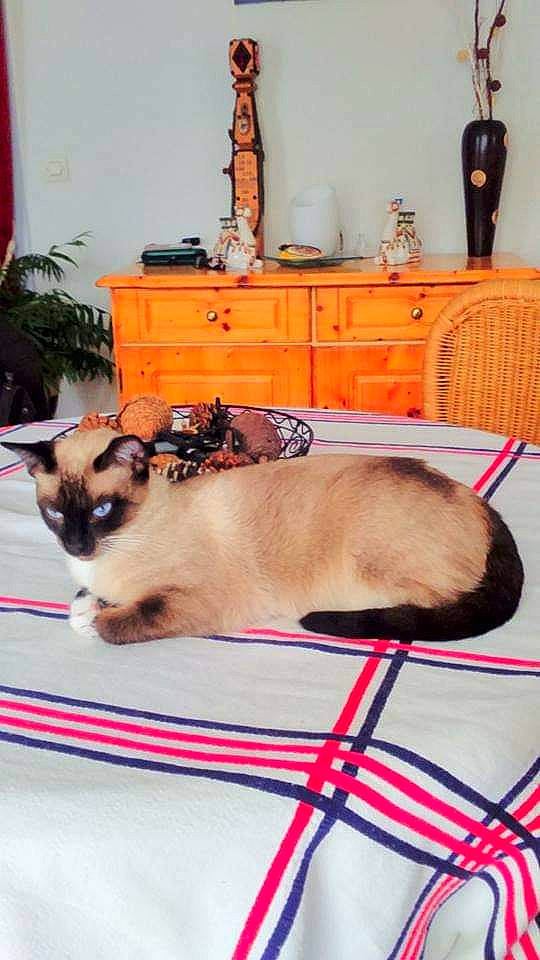 Wido participe au concours pour gagner de l'argent avec cette photo : cabinetry, carnivore, cat, collar, comfort, companion_dog, dog_breed, fawn, felidae, fur, houseplant, linens, plant, siamese, small_to_medium_sized_cats, snout, table, tail, thai, whiskers