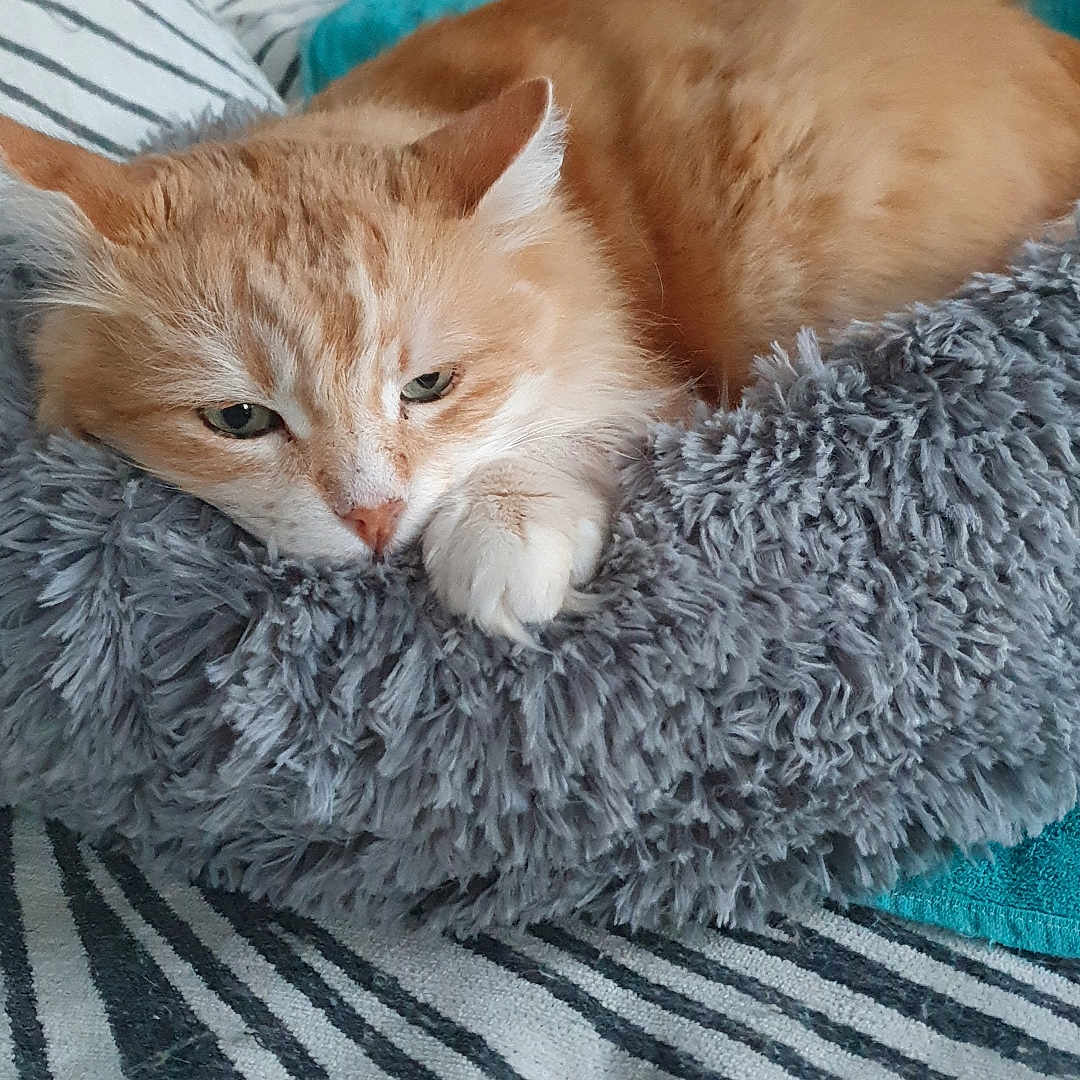 Caramel participe au concours pour gagner de l'argent avec cette photo : abyssinian, animal, blanket, bookcase, cat, chair, couch, cushion, furniture, homedecor, indoors, kitten, linen, manx, person, pet, quilt, shelf, sleeping, wood