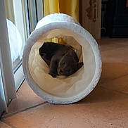 Balou participe au concours pour gagner de l'argent avec cette photo : cat, gray_cat, pet, animal, indoor, cozy, soft_tunnel, bed, floor, tile_floor, window, glass_door, curtains, yellow_curtains, relaxing, resting, domestic, feline, cute, home