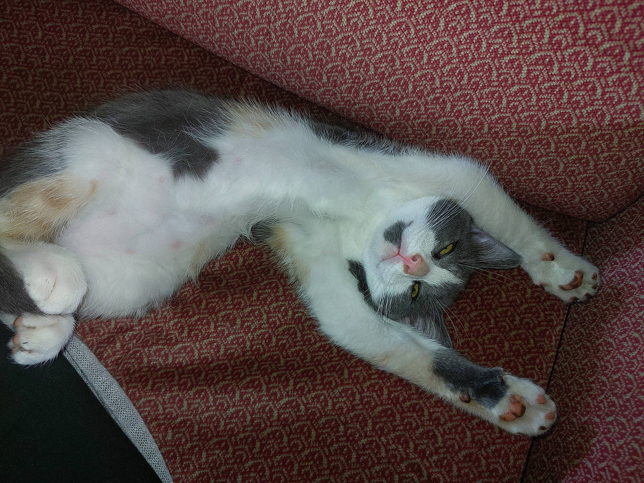 Hestia participe au concours pour gagner de l'argent avec cette photo : canidae, carnivore, cat, claw, comfort, dog_breed, domestic_short_haired_cat, eye, fawn, felidae, fur, leg, nap, paw, sleep, small_to_medium_sized_cats, snout, tail, vertebrate, whiskers