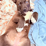 Mystery joined the competition — help win amazing prizes! animal, blanket, blue_blanket, brown_fur, cozy, cute, dog, fur, indoors, looking_at_camera, lying_down, orange_blanket, pet, playful, puppy, relaxed, resting, soft_texture, white_paws, young_dog
