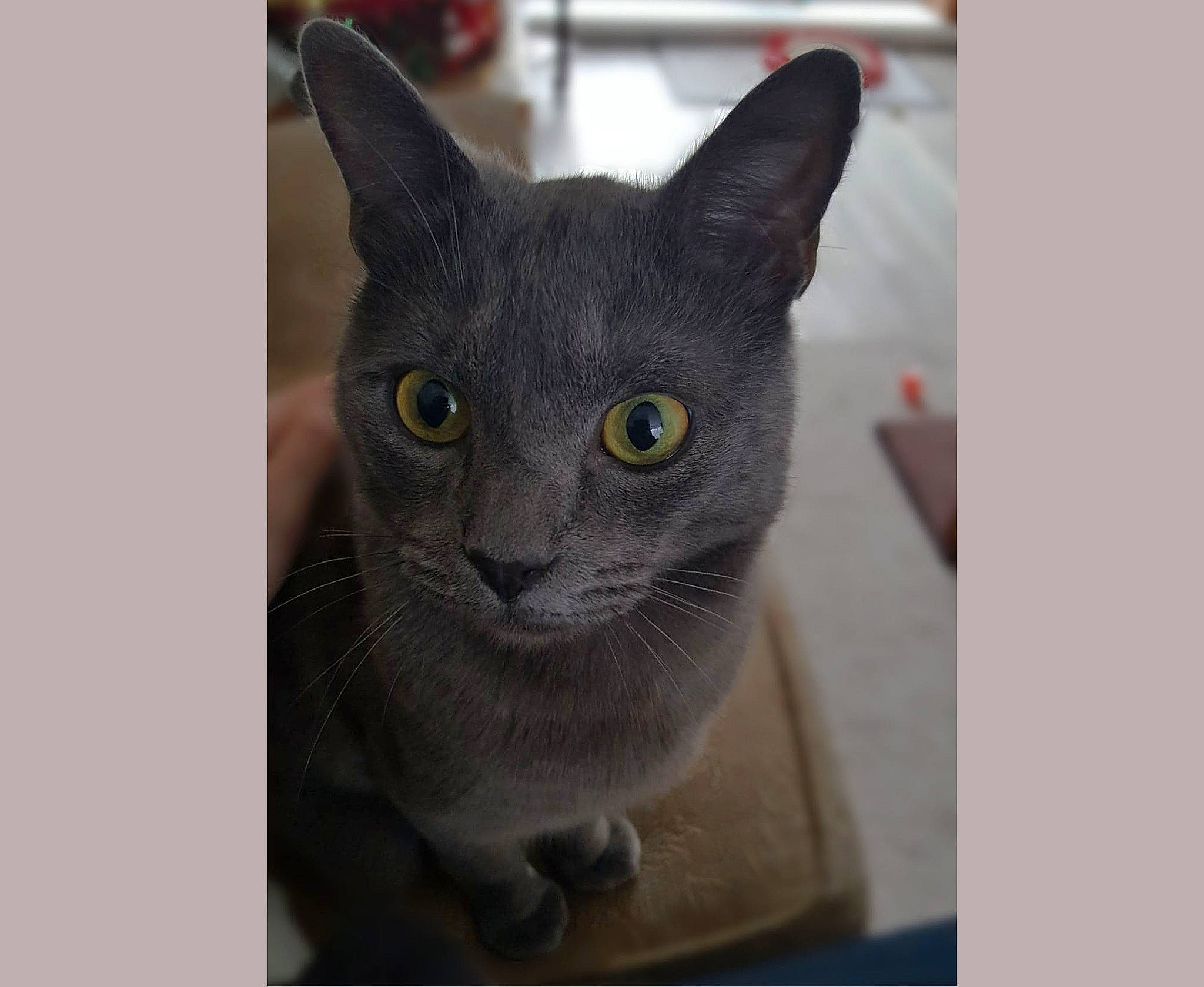 Muffin joined the competition — help win amazing prizes! black_cat, british_shorthair, carnivore, cat, chartreux, domestic_short_haired_cat, felidae, iris, korat, mammal, small_to_medium_sized_cats, snout, terrestrial_animal, whiskers