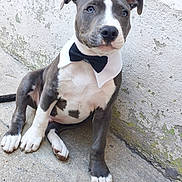 Taka a rejoint le concours — aidez-le/la à gagner de superbes lots ! dog, puppy, pit_bull, bow_tie, collar, sitting, portrait, looking_at_camera, black_and_white, short_hair, floppy_ears, blue_eyes, white_chest, paws, outdoor, concrete, wall, textured_background, pet, cute