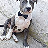 dog, puppy, pit_bull, bow_tie, collar, sitting, portrait, looking_at_camera, black_and_white, short_hair, floppy_ears, blue_eyes, white_chest, paws, outdoor, concrete, wall, textured_background, pet, cute
