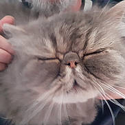 Verlaine participe au concours pour gagner de l'argent avec cette photo : cat, fluffy, pet, hands, closeup, face, whiskers, fur, cute, domestic_animal, animal, relaxed, comfort, indoor, friendly, mammal, adorable, sleepy, feline, nose