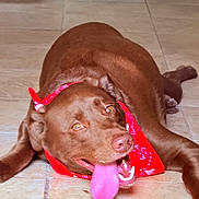 Gunner is registered to the contest to win money with this photo: bandana, brown_dog, canine, close_up, dog, eyes, goofy, happy_expression, home, indoor, lying_down, muzzle, panting, paws, pet, playful, portrait, red_bandana, tile_floor, tongue_out