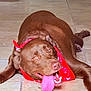 bandana, brown_dog, canine, close_up, dog, eyes, goofy, happy_expression, home, indoor, lying_down, muzzle, panting, paws, pet, playful, portrait, red_bandana, tile_floor, tongue_out