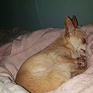 Princess Peadle is registered to the contest to win money with this photo: animal, bed, blanket, chihuahua, comfort, cozy, curled_up, cute, dog, ears, fur, indoor, paw, pet, pink_blanket, relaxing, resting, sleeping, small_dog, tan_fur