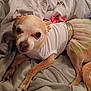 dog, small_dog, chihuahua, pet, clothing, tutu, white_shirt, blanket, indoor, resting, cute, animal, fur, face, paw, ears, tail, pink_flower, soft, cozy