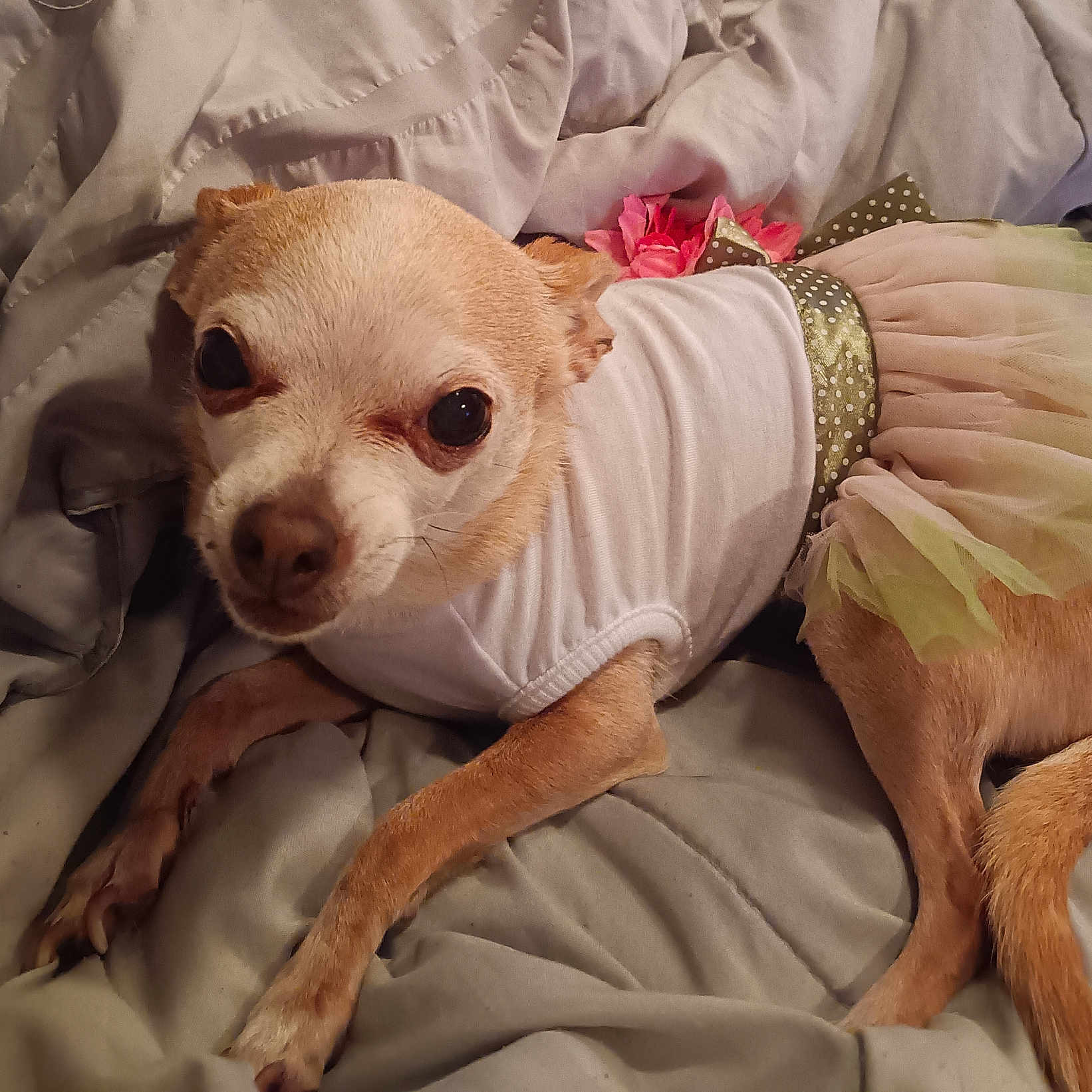 Princess Peadle