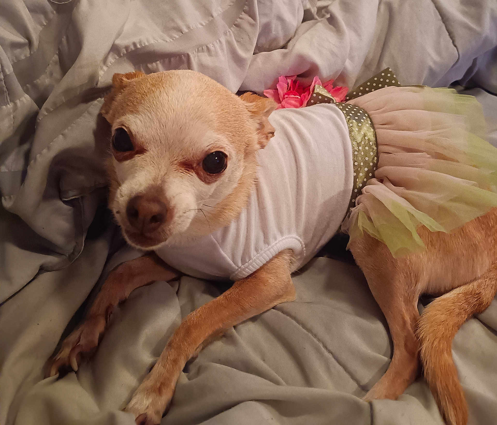 Princess Peadle