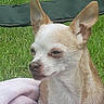 Princess Peadle is registered to the contest to win money with this photo: animal, blanket, calm, canine, chihuahua, companion, cute, dog, ears, face, fur, grass, nose, outdoor, pet, portrait, sitting, small_dog, tan, white