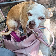 Princess Peadle joined the competition — help win amazing prizes! dog, chihuahua, handbag, pink_bag, outdoor, bench, pet, small_dog, fur, animal, brown, white, sitting, sunlight, leather, closeup, cute, face, ears, tail