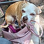 dog, chihuahua, handbag, pink_bag, outdoor, bench, pet, small_dog, fur, animal, brown, white, sitting, sunlight, leather, closeup, cute, face, ears, tail