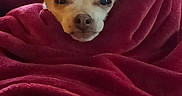 Princess Peadle joined the competition — help win amazing prizes! animal, blanket, chihuahua, comfort, cozy, cute, dog, domestic, ears, face, fur, indoors, pet, red_blanket, relaxation, resting, small_dog, snout, warm, wrapped