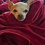 dog, small_dog, chihuahua, blanket, red_blanket, cozy, pet, wrapped, fur, cute, indoors, resting, animal, snout, ears, face, comfort, warm, relaxation, domestic